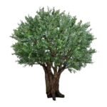 Premium Olive Tree with Natural Preserved Trunk & Artificial Foliage