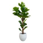 Ficus Lyrata 150 CM (Without Pot)