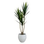 Yucca 150 CM (Without Pot)