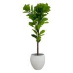 Ficus Lyrata 180 CM (Without Pot)