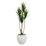 Yucca 180 CM (Without Pot)