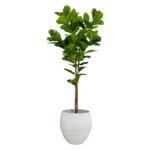 Ficus Lyrata 210 CM (Without Pot)