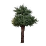 Premium Olive Tree with Natural Preserved Trunk & Artificial Foliage