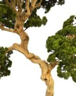 Exclusive Bonsai Tree with Unique Natural Preserved Trunk & Stems - Image 2