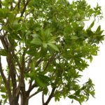 ⁦Premium Pittosporum Tree with Natural Preserved Trunk & Artificial Foliage⁩ - الصورة ⁦3⁩