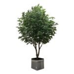 Premium Ficus Tree with Natural Preserved Trunk & Artificial Foliage (Without Pot)