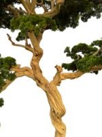 Exclusive Bonsai Tree with Unique Natural Preserved Trunk & Stems - Image 3