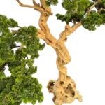 Exclusive Bonsai Tree with Unique Natural Preserved Trunk & Stems - Image 2