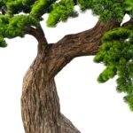 Premium Bonsai Tree with Natural Preserved Trunk & Artificial Foliage - Image 2