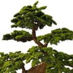 Premium Bonsai Tree with Natural Preserved Trunk & Artificial Foliage - Image 3