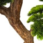 ⁦Premium Bonsai Tree with Natural Preserved Trunk & Artificial Foliage⁩ - الصورة ⁦3⁩