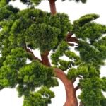 ⁦Premium Bonsai Tree with Natural Preserved Trunk & Artificial Foliage⁩ - الصورة ⁦3⁩