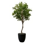 Premium Pittosporum Tree with Natural Preserved Trunk & Artificial Foliage (Without Pot)
