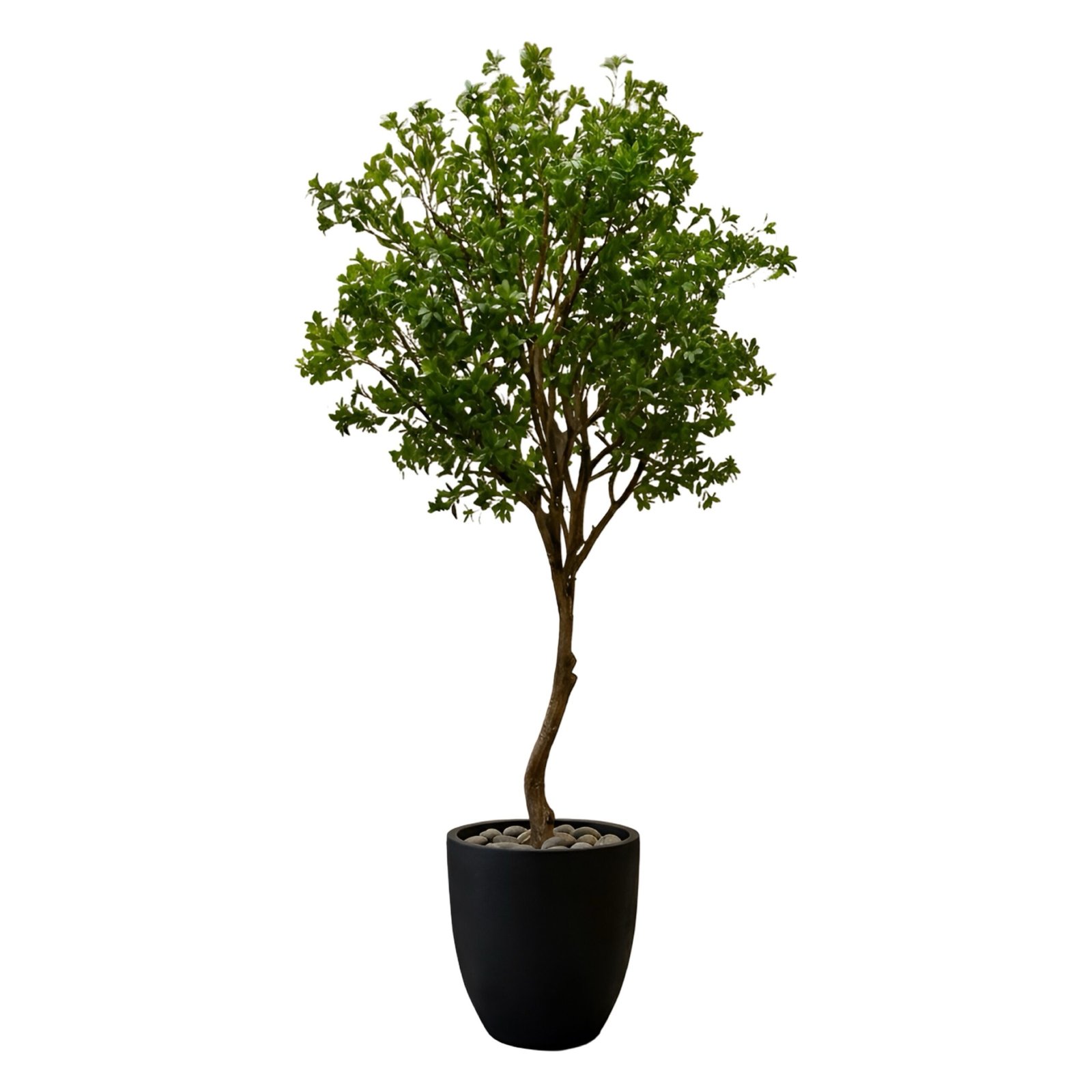 img_5539 Premium Pittosporum Tree with Natural Preserved Trunk & Artificial Foliage (Without Pot) - Image 1