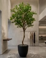 Premium Pittosporum Tree with Natural Preserved Trunk & Artificial Foliage (Without Pot) - Image 2