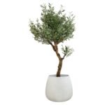 Signature Olive 210 CM + Pot (Round White)