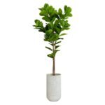 Ficus Lyrata 210 CM + Pot (Luna White)