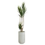 Yucca 210 CM + Pot (Luna White)