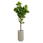 Ficus Lyrata 210 CM + Pot (Luna Beige)