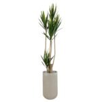 Yucca 210 CM + Pot (Luna Beige)