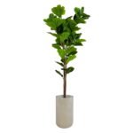 Ficus Lyrata 180 CM + Pot (Luna Beige)