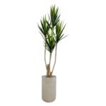 Yucca 180 CM + Pot (Luna Beige)