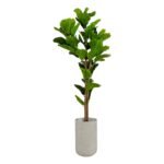 Ficus Lyrata 150 CM + Pot (Luna Beige)