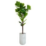 Ficus Lyrata 180 CM + Pot (Luna White)