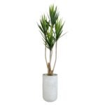 Yucca 180 CM + Pot (Luna White)