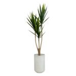 Yucca 150 CM + Pot (Luna White)
